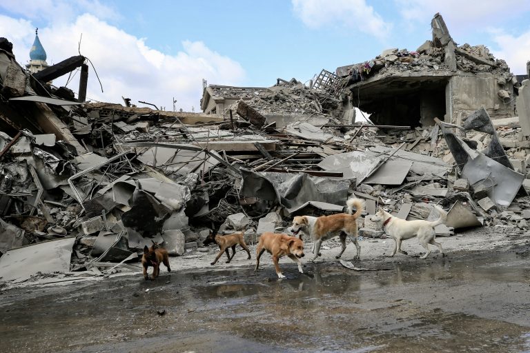 Dogs run in front of a destroyed building a day after Israeli airstrikes that targeted the southern Lebanese city of Nabatieh. (AFP)